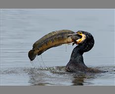 Cormorant Fishing - Image By Rathika Ramasamy